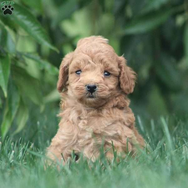 Brynx, Cavapoo Puppy